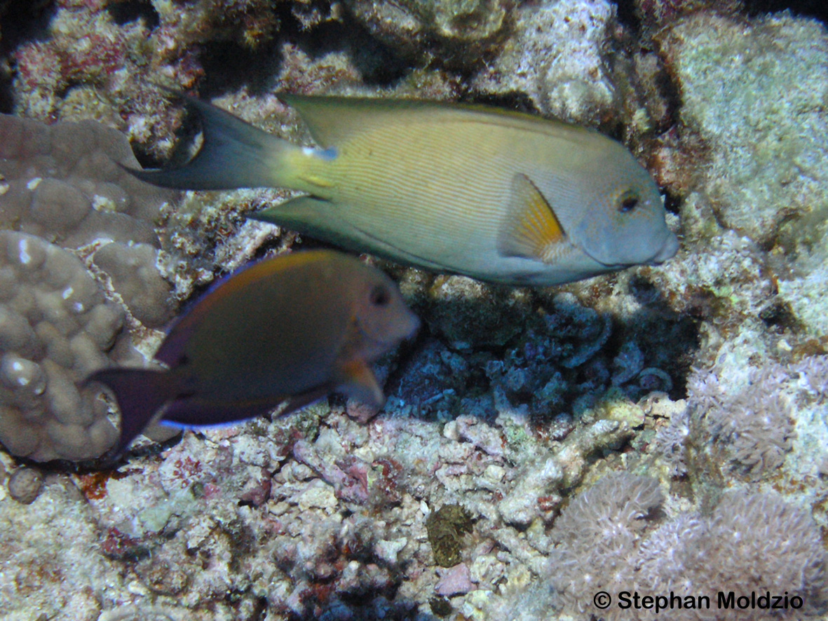 PER29 Ctenochaetus striatus + Acanthurus nigrofuscus P1015569.jpg